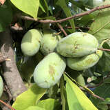 Asimina triloba 'Sweet Alice' - Pawpaw, Indianerbanane
