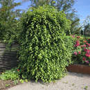 Carpinus betulus 'Pendula' - Hänge-Hainbuche