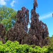 Fagus sylvatica 'Purple Fountaine': Bild 1/3