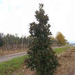 Magnolia grandiflora 'Little Gem': Bild 4/4