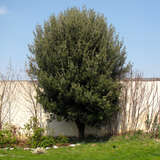 Quercus ilex - Steineiche - NICHT WINTERHART