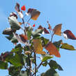 Populus deltoides 'Purple Tower': Bild 3/7