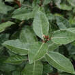 Elaeagnus ebbingei: Bild 3/4