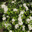 Viburnum burkwoodii: Bild 2/5