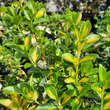 Euonymus fortunei 'Blondy': Bild 2/2