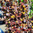 Berberis thunbergii 'Helmond Pillar': Bild 2/4