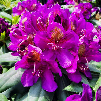 Rhododendron INKARHO - lila