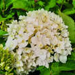 Hydrangea macrophylla 'The Bride': Bild 2/3