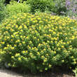 Chamaecytisus supinus: Bild 3/5
