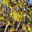 Hamamelis intermedia 'Arnold Promise': Bild 3/5