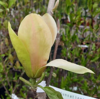 Magnolia 'Sunsation'