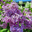 Syringa chinensis 'Saugeana': Bild 1/7