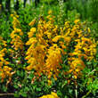 Cytisus nigricans 'Cyni': Bild 1/3