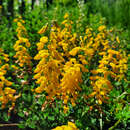 Cytisus nigricans 'Cyni' - Schwarzschoten Ginster