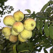 Sorbus domestica: Bild 6/9