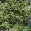 Acer palmatum 'Shishigashira': Bild 11/12