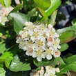 Aronia prunifolia 'Viking': Bild 1/5