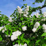 Syringa vulgaris 'Mme. Lemoine' - Edelflieder - gefülltblühend