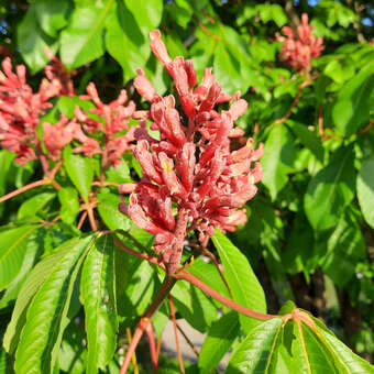 Aesculus pavia 'Atrosanguinea'