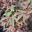 Acer palmatum 'Shirazz': Bild 2/3