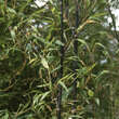 Phyllostachys nigra: Bild 1/7