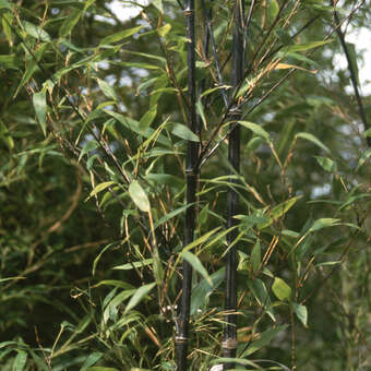 Phyllostachys nigra