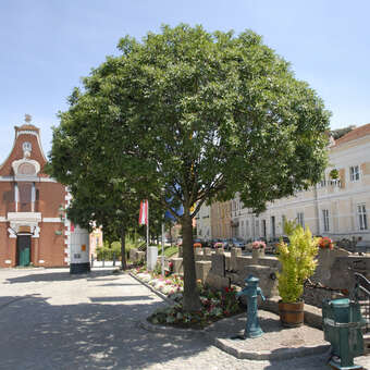 Fraxinus ornus 'Meczek'