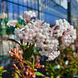 Viburnum farreri 'Nanum': Bild 2/3