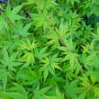 Acer palmatum 'Silhouette': Bild 1/4