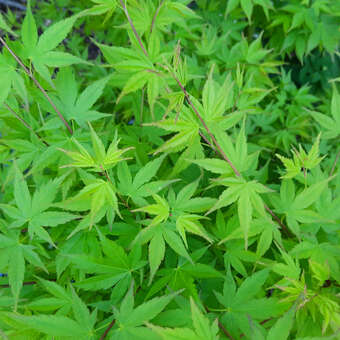 Acer palmatum 'Silhouette'