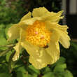 Paeonia lutea: Bild 3/8