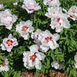 Paeonia rockii: Bild 8/11