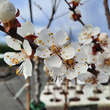 Prunus armeniaca 'Schafbergmarille': Bild 2/3