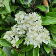 Pyracantha 'Saphyr Jaune': Bild 2/3