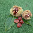 Castanea sativa 'Lyon': Bild 1/3