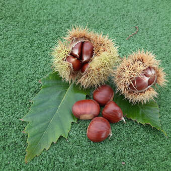 Castanea sativa 'Lyon'