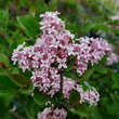 Syringa 'Pink Perfume': Bild 2/4