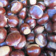 Castanea sativa 'Lyon': Bild 2/3