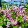 Deutzia 'Tourbillion Rouge': Bild 3/3