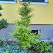 Acer palmatum 'Silhouette': Bild 3/4