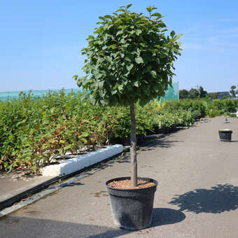 Carpinus betulus 'Murmel'