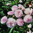 Rose 'Perle vom Wienerwald': Bild 5/8