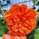 Rose 'Summer Song' - Englische Strauchrose