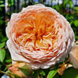 Rose 'Bathsheba': Bild 5/11