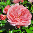 Rose 'Botticelli': Bild 6/7