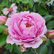 Rose 'Nautica': Bild 7/9