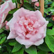 Rose 'Kathleen Harrop': Bild 4/6