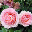 Rose 'Eden Rose': Bild 2/12