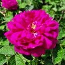 Rose 'Rose de Rescht' - Historische Strauchrose