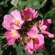 Rosa villosa: Bild 4/11